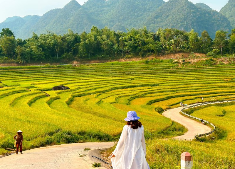 Travel to Pu Luong in the ripe rice season