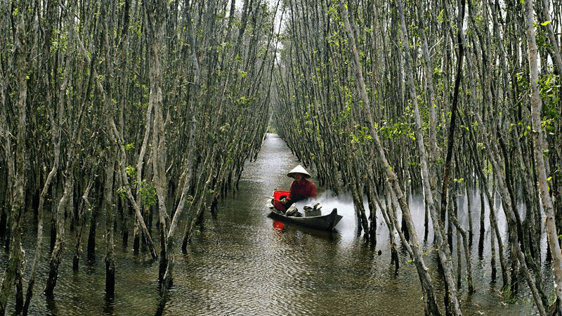 Flooded Melaleuca forest in U Minh Thuong National Park