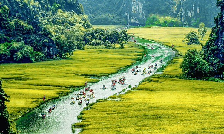 Tam Coc is picturesque in the ripe rice season