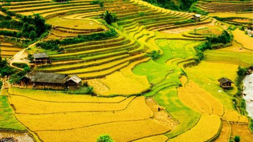 Best Time to See Rice Fields in Vietnam: A Season Calendar for Sapa, Mu Cang Chai, Pu Luong & Ninh Binh