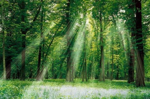 Vietnam’s Hidden Jungle Paradise Cuc Phuong National Park 