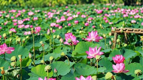 Dong Thap travel for photographers: Discovering the Mekong Delta beyond the usual shots