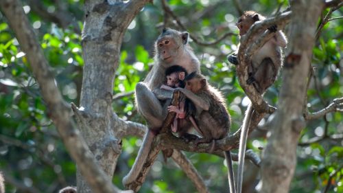 Monkey Island Can Gio: What to Know Before You Go