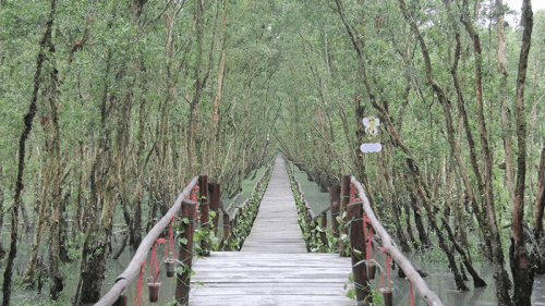 Tra Su Cajuput Forest Vietnam: Abandoned amid a verdant paradise 