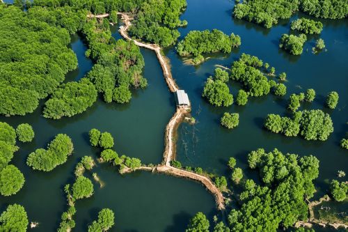 Vam Sat Mangrove Forest: A Guide to Its Wildlife and Wetland Ecosystem