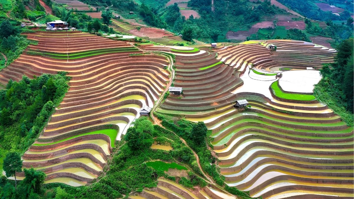 best-time-to-see-rice-fields-in-vietnam-3