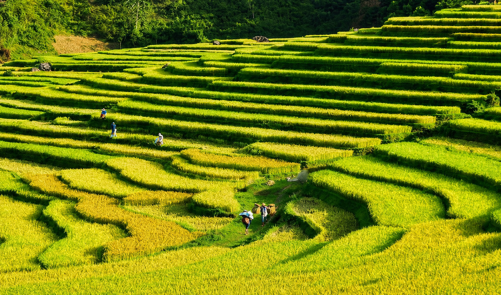 best-time-to-see-rice-fields-in-vietnam-8