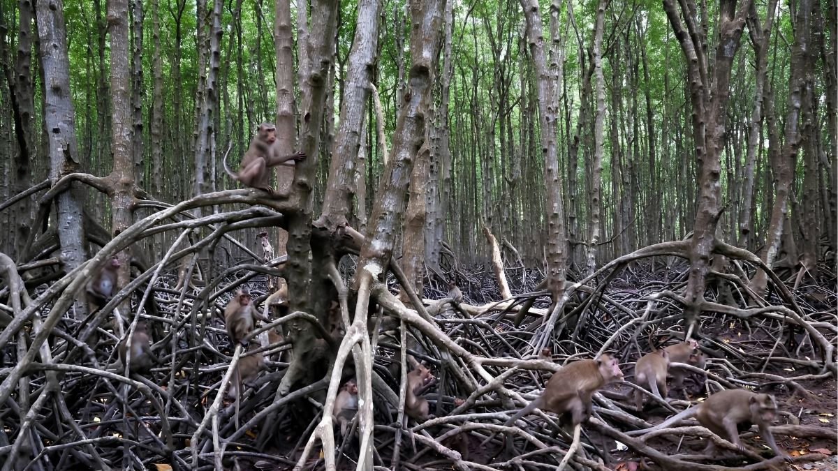 can-gio-mangrove-forest-4