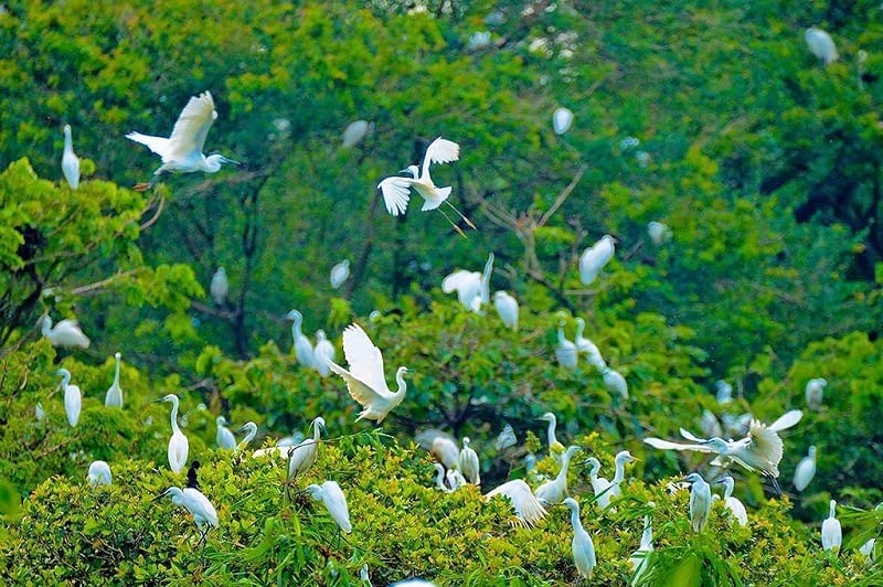 bang-lang-stork-sanctuary-can-tho