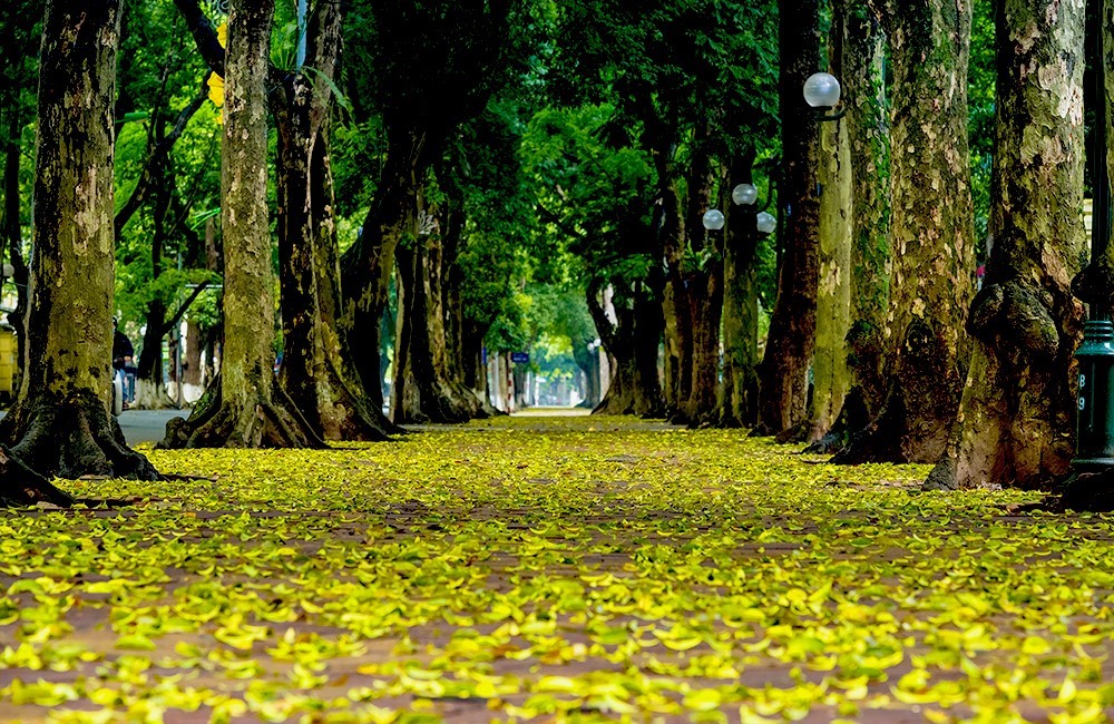 hanoi-phan-dinh-phung-street