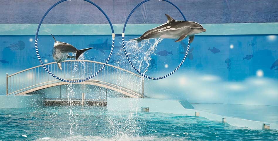 don-t-miss-the-dolphin-and-seal-shows