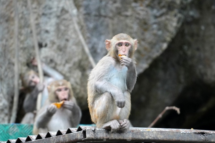 spotting-golden-monkeys-on-the-cliffs