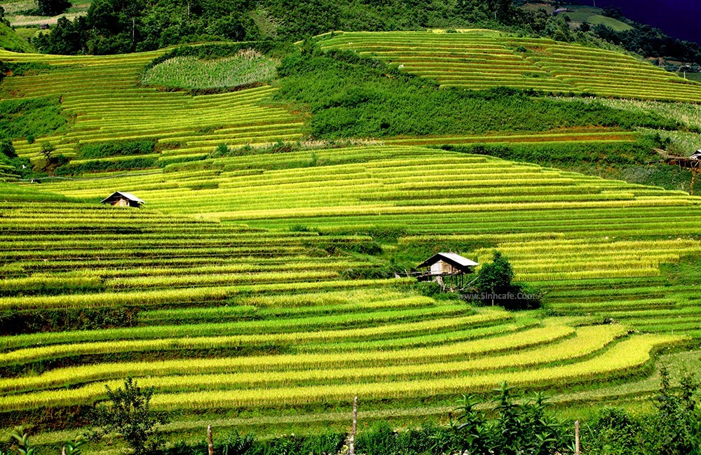 mu-cang-chai-terraced-rice-fields