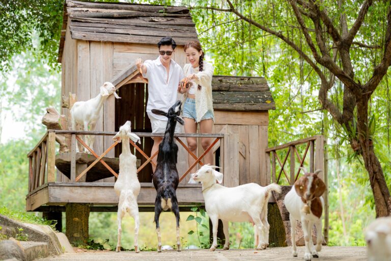 Explore the animal area in Yang Bay Vietnam