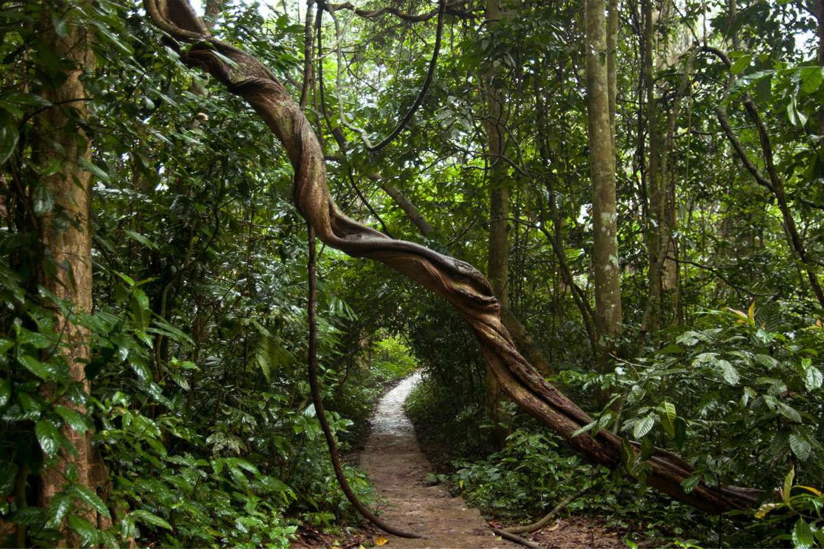 Trek through Cuc Phuong National Park 