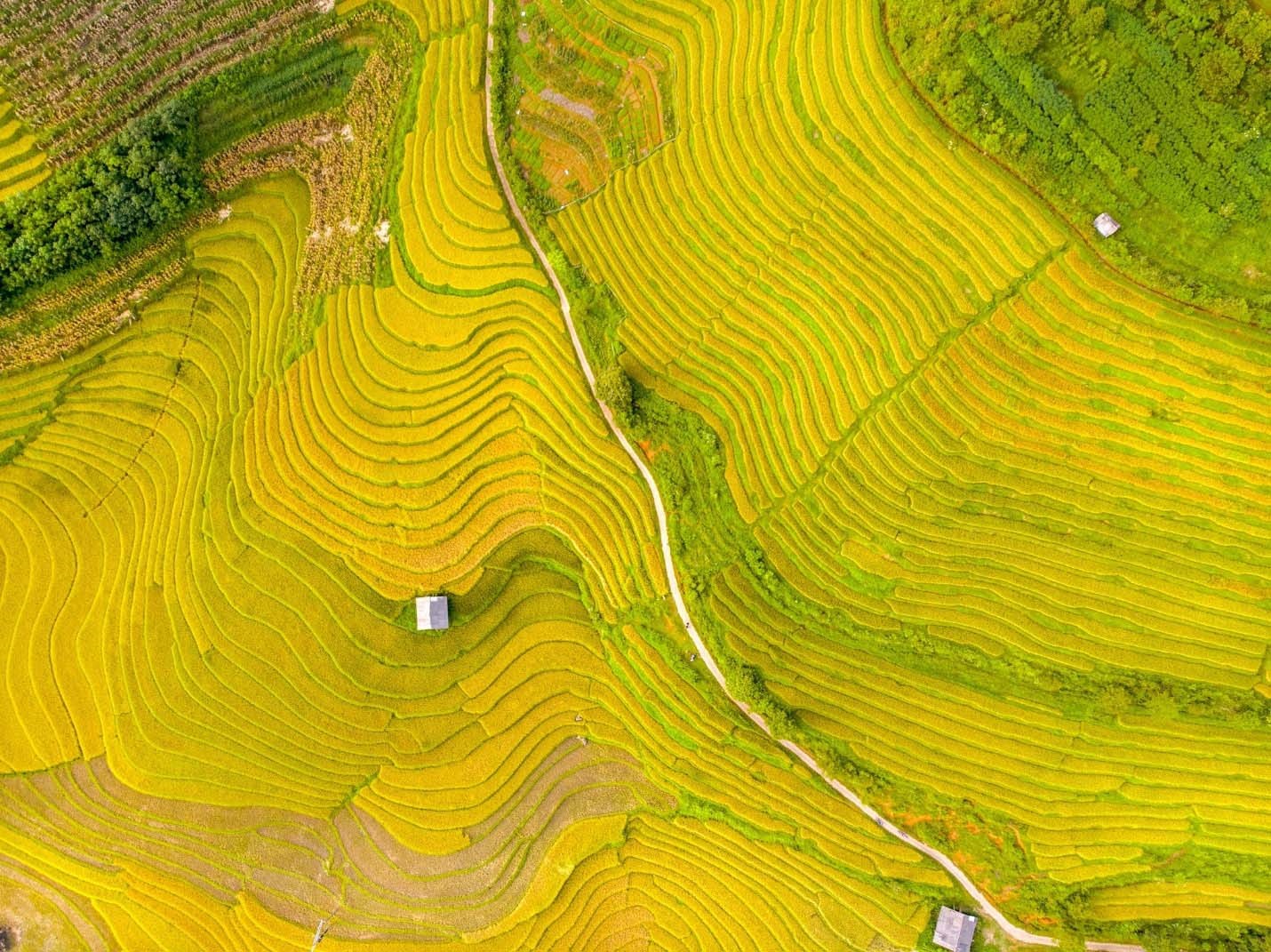 The golden harvest season