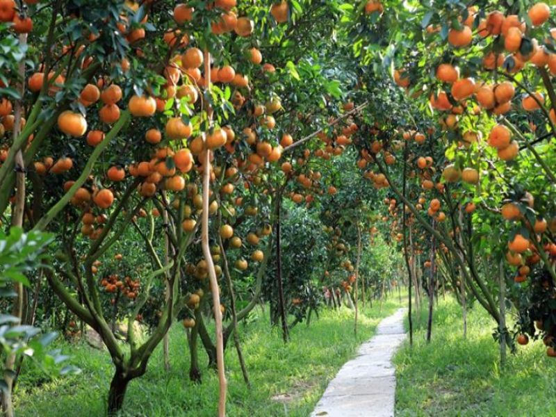 vinh-long-fruit-orchards-a-tropical-taste-of-the-delta