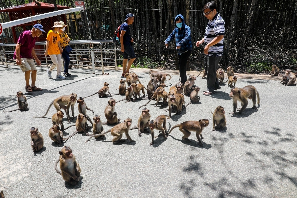 monkey-island-can-gio-7.jpg