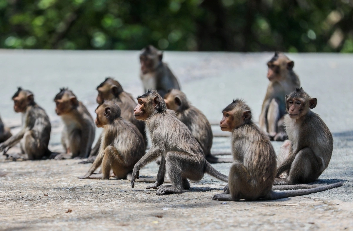 monkey-island-can-gio-8.jpg