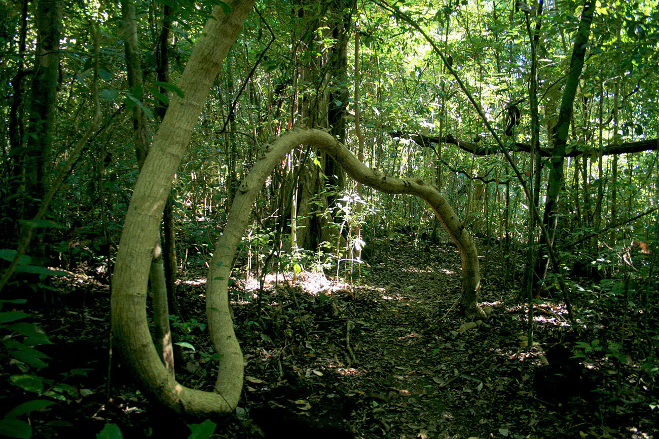 nam-cat-tien-national-park-3