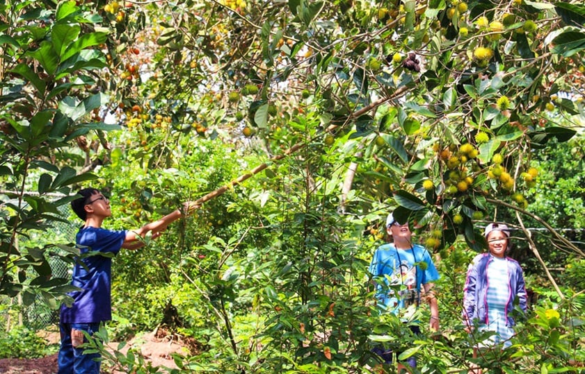pick-fruit-at-can-tho-fruit-garden