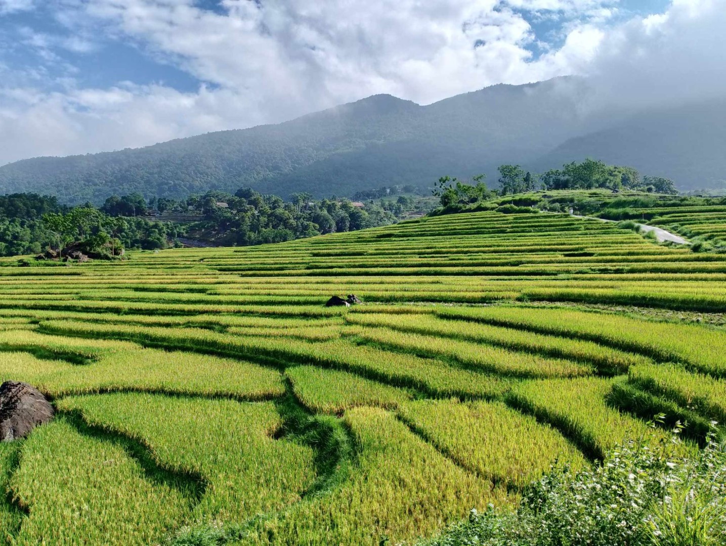 puluong-rice-terrace2