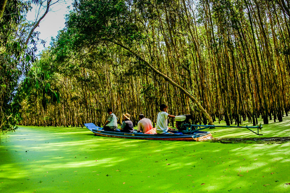 tra-su-cajuput-forest-5-1