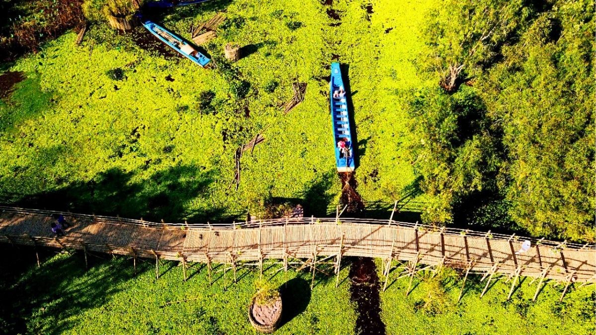tra-su-cajuput-forest-6
