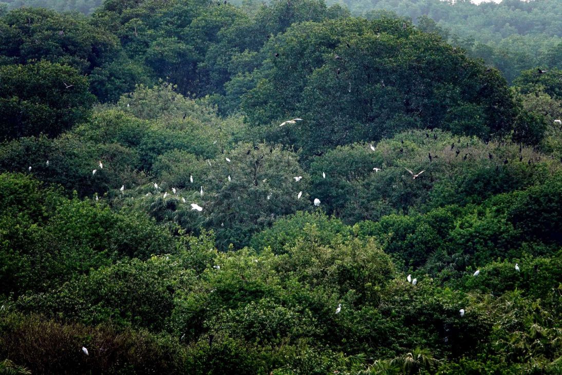 vam-sat-mangrove-forest-8
